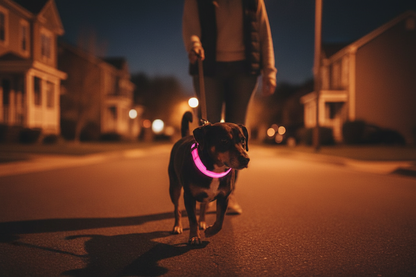 LED Glow Dog Collar Night Walk